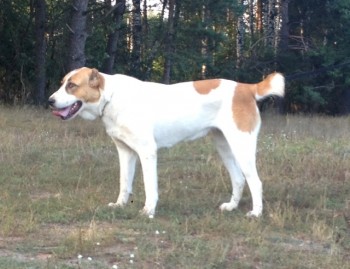 Наши верные друзья - собаки - GSrg7W6f.jpg