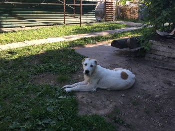 Наши верные друзья - собаки - IMG_3486.JPG