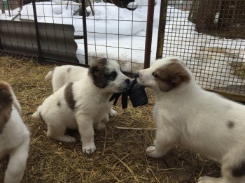 Наши верные друзья - собаки - IMG_2138.JPG