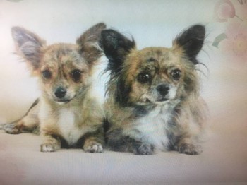 Наши верные друзья - собаки - IMG_2251.JPG