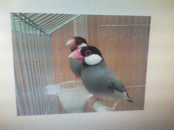 Наши верные друзья - собаки - IMG_2245.JPG