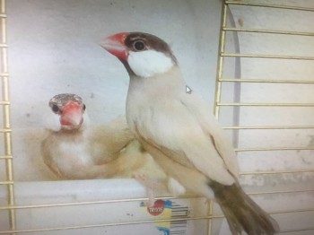 Наши верные друзья - собаки - IMG_2246.JPG