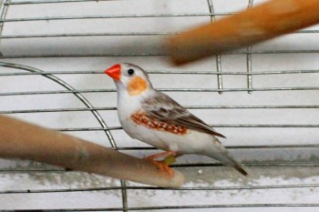 Наши верные друзья - собаки - IMG_0048.JPG