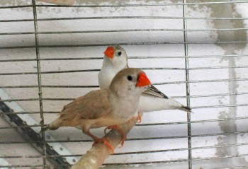 Наши верные друзья - собаки - IMG_0050.JPG