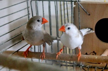 Наши верные друзья - собаки - IMG_0062.JPG