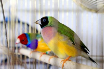 Наши верные друзья - собаки - IMG_0076 (2).JPG