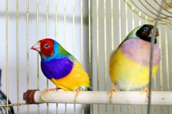 Наши верные друзья - собаки - IMG_0083.JPG