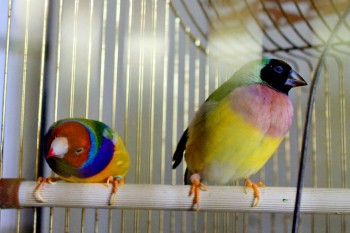 Наши верные друзья - собаки - IMG_0089.JPG