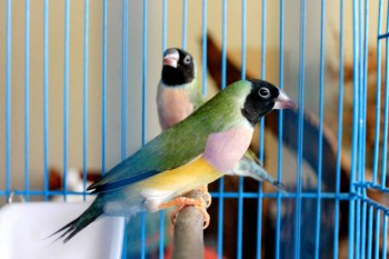 Наши верные друзья - собаки - IMG_9970.JPG