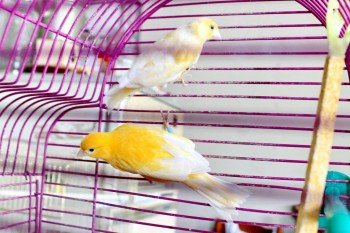 Наши верные друзья - собаки - IMG_9988.JPG