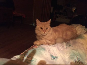 Наши верные друзья - собаки - IMG_1969.JPG