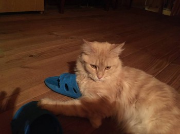 Наши верные друзья - собаки - IMG_1974.JPG