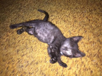 Наши верные друзья - собаки - IMG_4091.JPG