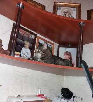 Кошки - очарование МОЁ - 20181103_134101.jpg