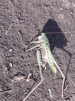 Бр-р-р-р... Насекомые всякие - 20180915_154557.jpg