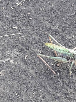 Бр-р-р-р... Насекомые всякие - 20180915_154626.jpg