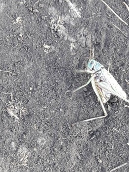 Бр-р-р-р... Насекомые всякие - 20180915_154642.jpg