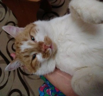 Кошки - очарование МОЁ - IMG_20181120_213434.jpg