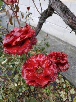 Каждая погода - благодать... - IMG_20181130_143100.jpg