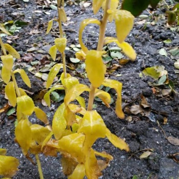 Каждая погода - благодать... - IMG_20181130_143745_598.jpg