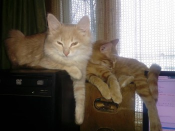 Мамочка с сыночком, Цыля и Персик. Любимое место, когда я сижу за компьютером.