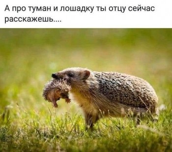 Ёжики, ежи, ежата - 7C0D49DF-E80A-4FA3-AF8C-D38B4C62BD8F.jpeg