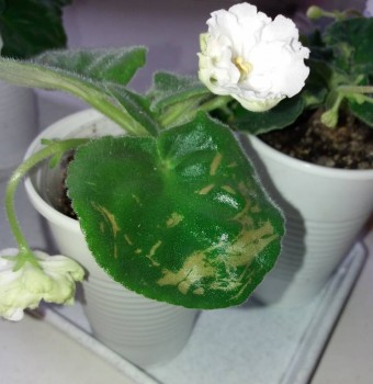 Домашние любимцы комнатные цветы  - 20190307_123511.jpg