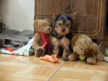 Наши верные друзья - собаки - 2016_1127_06421700(4).jpg