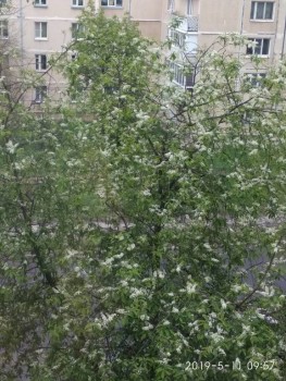 Каждая погода - благодать... - IMG_20190511_095735.jpg