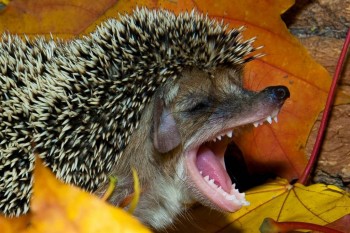 Ёжики, ежи, ежата - ёж.jpg