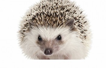 Ёжики, ежи, ежата - 66042131_2107306082732517_2320762613203468288_o.jpg