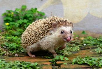 Ёжики, ежи, ежата - 66169727_2107370416059417_8774150626998222848_o.jpg