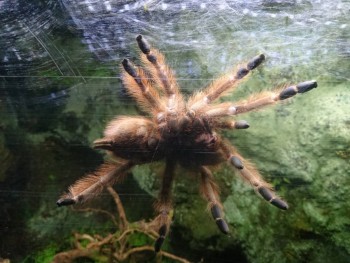 Бр-р-р-р... Насекомые всякие - DSC_0502.JPG