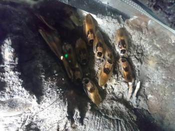 Бр-р-р-р... Насекомые всякие - DSC_0500.JPG