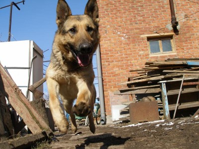 Наши верные друзья - собаки - P3101196.JPG