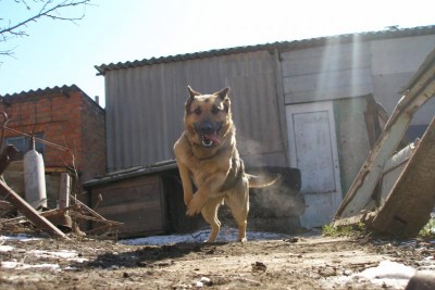 Наши верные друзья - собаки - P3101182.JPG