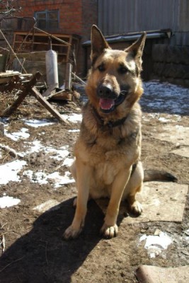 Наши верные друзья - собаки - P3101174.JPG