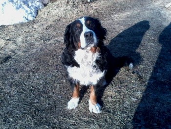 Наши верные друзья - собаки - IMG1495A.jpg