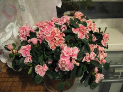 Домашние любимцы комнатные цветы  - Изображение 015.jpg