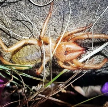 Бр-р-р-р... Насекомые всякие - _20191102_133814.JPG