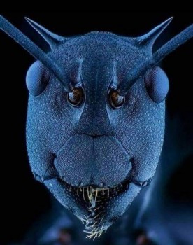 Бр-р-р-р... Насекомые всякие - 75362359_2681146275240429_7954126643025412096_o.jpg