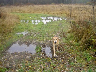 Наши верные друзья - собаки - x_57726084.jpg