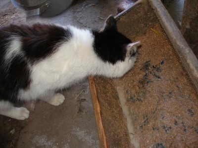 вкусно ,однако