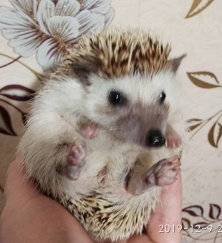 Ёжики, ежи, ежата - IMG_20191209_234515.jpg