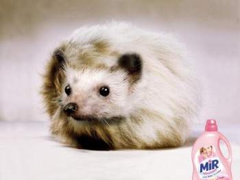 Ёжики, ежи, ежата - 79495110_1783585881774761_874529000154726400_n.jpg