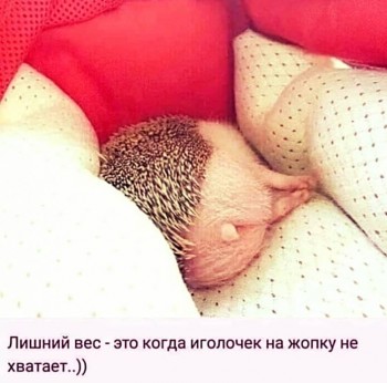 Ёжики, ежи, ежата - C97AA15B-053D-4DFC-AED4-2C0F7C9E3ACC.jpeg