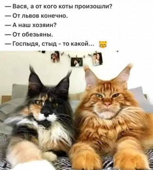 Кошки - очарование МОЁ - 90204081_1068467756872897_6631029205482078208_n.jpg