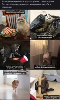 Кошки - очарование МОЁ - 90814588_1868768586587082_1337065341204824064_n.jpg