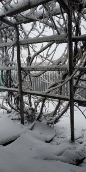 Каждая погода - благодать... - IMG-20200408-WA0004.jpg