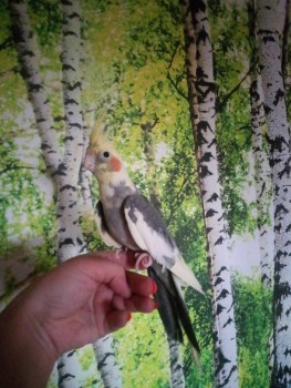 Мой пернатый друг домашние птицы  - P_20200406_110549.jpg